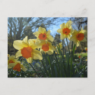 Cartão Postal Belas flores amarelas de narciso da primavera lara