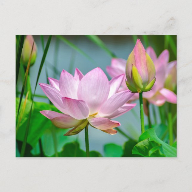 Cartão Postal Belas Flores de Lótus Rosa (Frente)