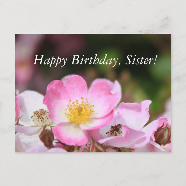 Cartão Postal belas flores de rosa selvagem rosa para senhoras (Frente)