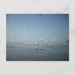 Cartão Postal Belas guindastes voando sobre o Balé da natureza