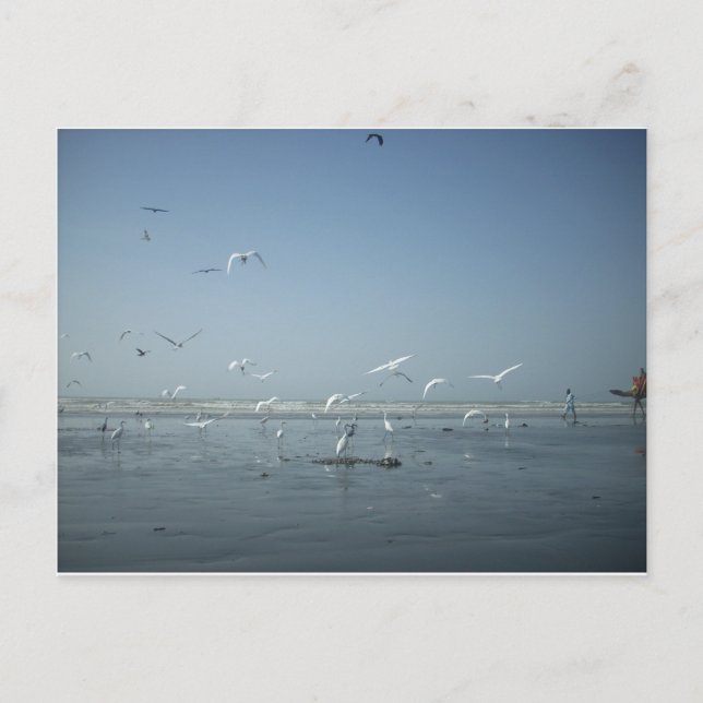 Cartão Postal Belas guindastes voando sobre o Balé da natureza (Frente)