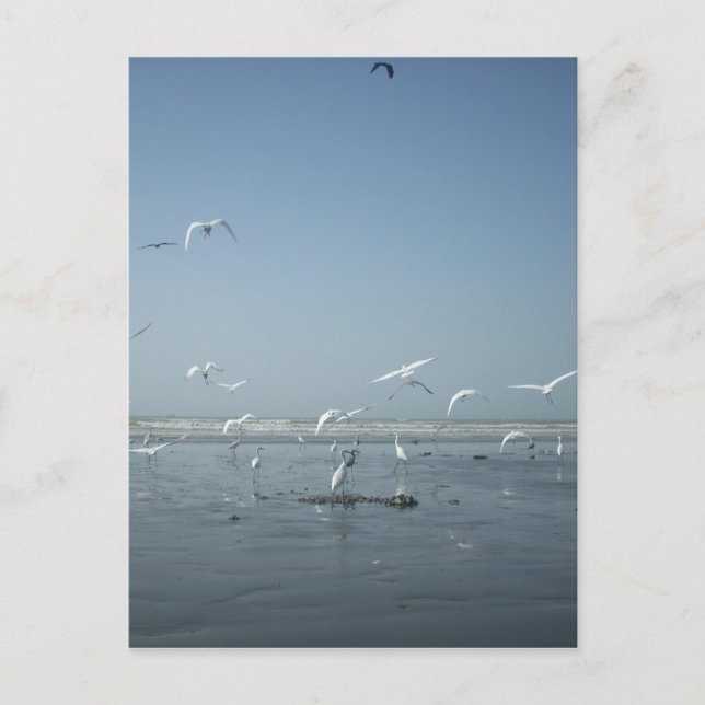 Cartão Postal Belas guindastes voando sobre o Balé da natureza (Frente)