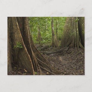 Cartão Postal Belas Raízes. Floresta tropical, Mapari Rupununi,