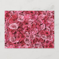 Belas Rosas Cor-de-Rosa