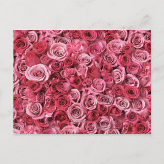 Cartão Postal Belas Rosas Cor-de-Rosa
