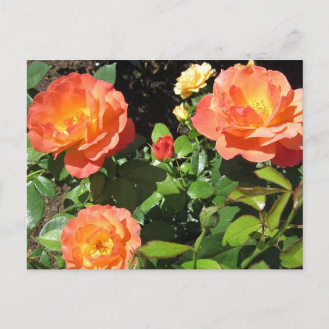 Cartão Postal Belas Rosas Coral (Frente)