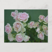 Belas rosas de jardim rosa claro