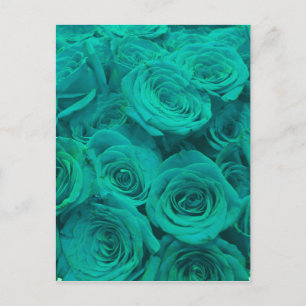 Cartão Postal Belas rosas verdes azuladas flores azuladas 