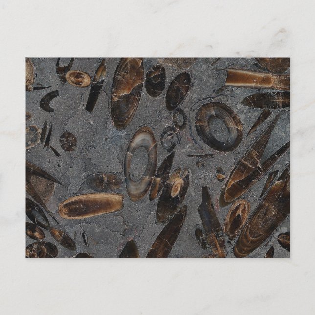 Cartão Postal Belemnitas (Frente)