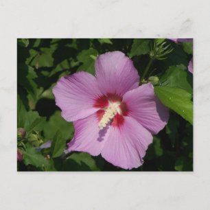 Cartão Postal Beleza a rosa