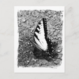 Cartão Postal Beleza da borboleta - Foto de fechamento da seção