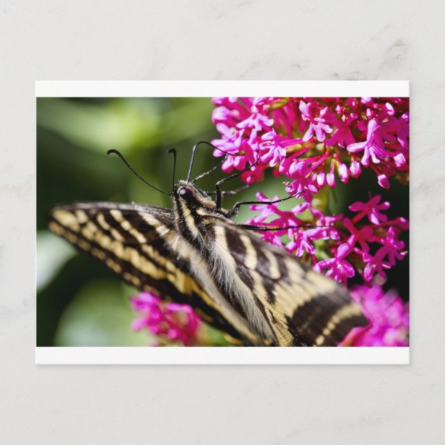 Cartão Postal Beleza da Natureza (Frente)