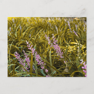 Cartão Postal Beleza de Jardim perto de Milledgeville Geórgia