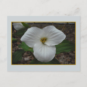 Cartão Postal Beleza de Ontário Trillium