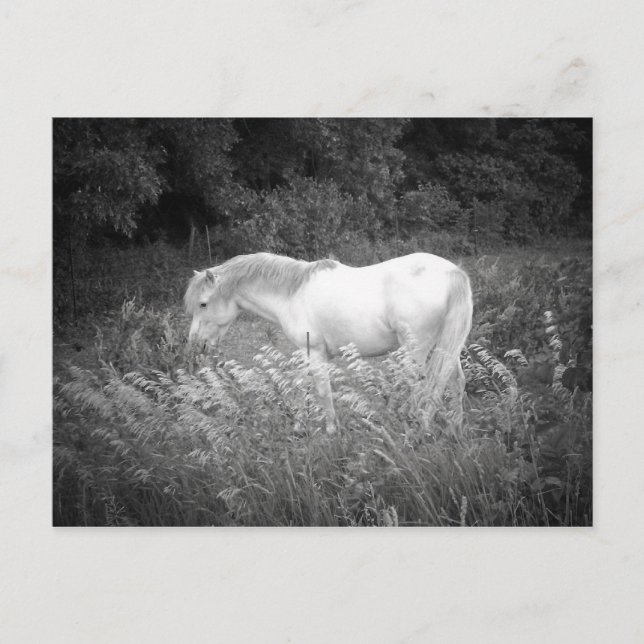 Cartão Postal Beleza em preto e branco (Frente)