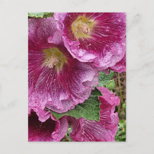 Cartão Postal Beleza hollyhock rosa