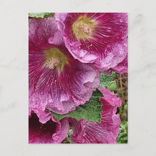 Cartão Postal Beleza hollyhock rosa (Frente)