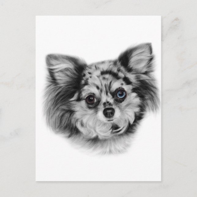 Cartão Postal Beleza Merle - Retrato Chihuahua pintado à Mão (Frente)