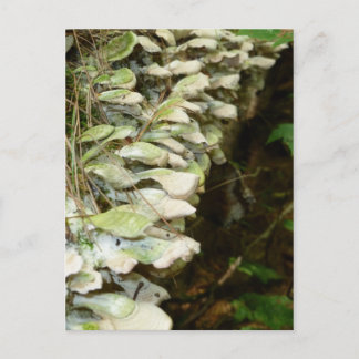 Cartão Postal Beleza na floresta