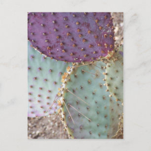 Cartão Postal Beleza Natural... Maravilhosa Cactus Colors...