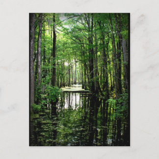 Cartão Postal Beleza no pântano