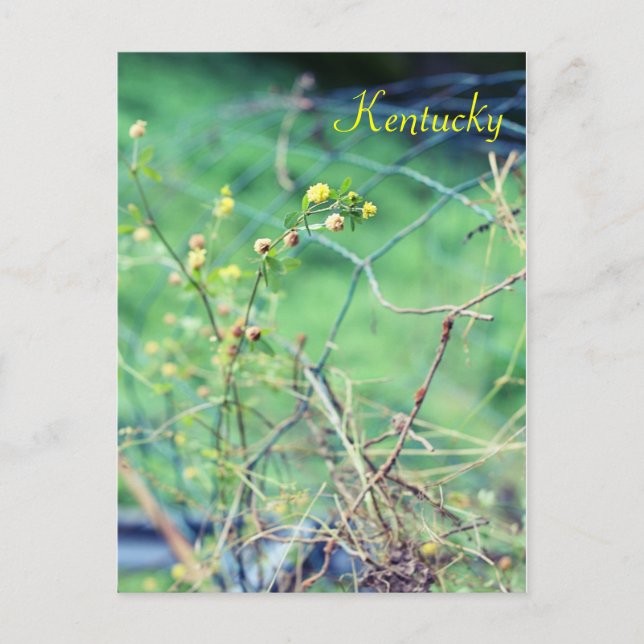 Cartão Postal Beleza Simples por Jersey Fawn (Frente)