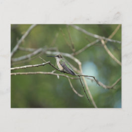 Cartão Postal Beleza Sutil