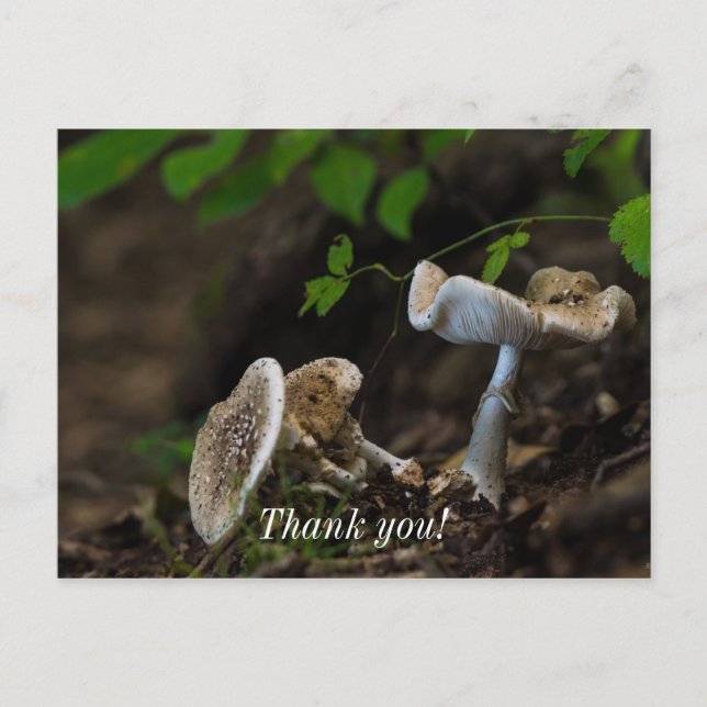 Cartão Postal Beleza venenosa (Frente)