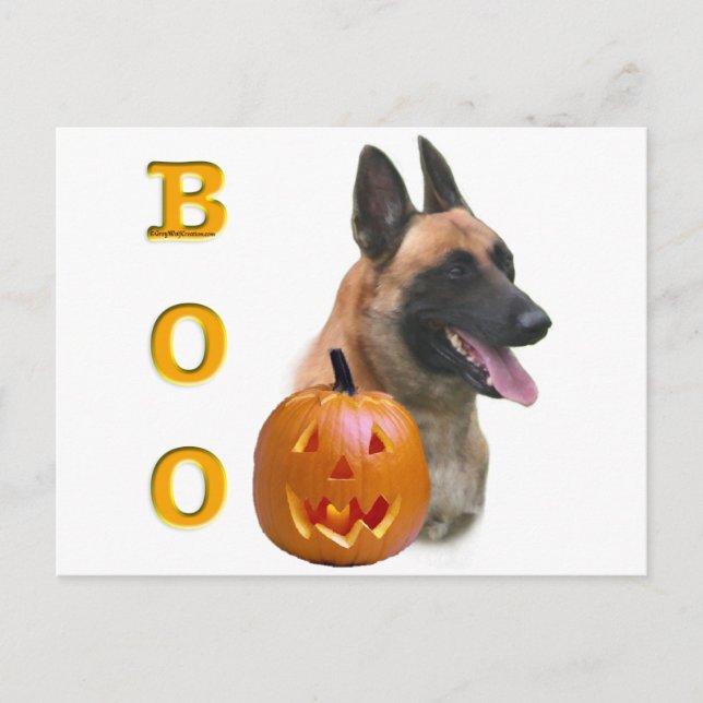 Cartão Postal Belga Malinois Boo (Frente)
