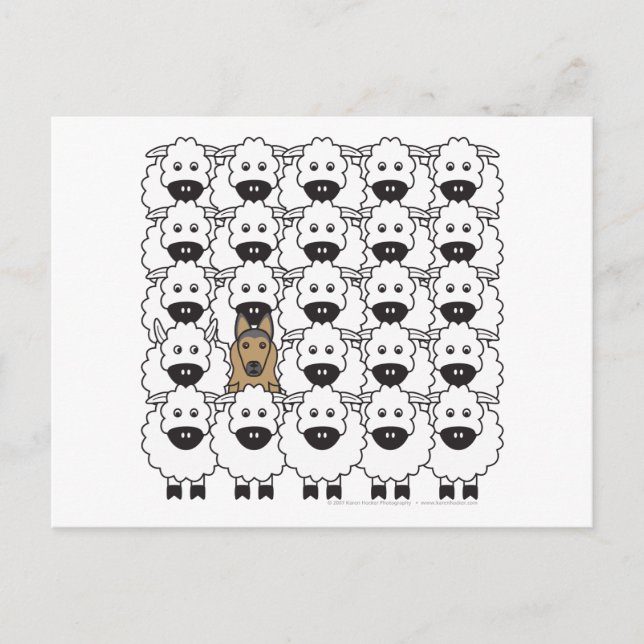 Cartão Postal Belga Tervuren na Ovelha (Frente)