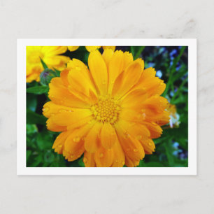 Cartão Postal belíssima flor de margarida amarela fresca