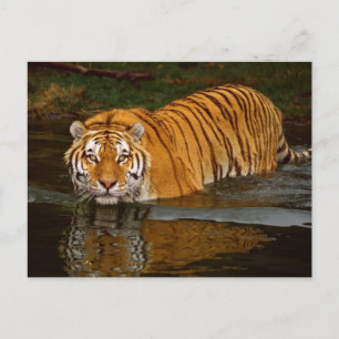 Cartão Postal Belíssimas Camisetas de fotos Tigre, GIfts - Pers