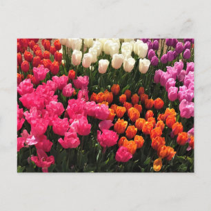 Cartão Postal Belíssimo Jardim de Tulipas, Oregon