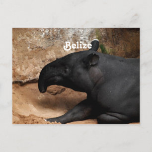 Cartão Postal Belize Baird's Tapir