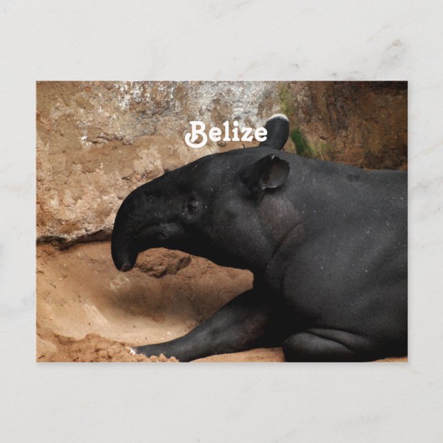 Cartão Postal Belize Baird's Tapir (Frente)