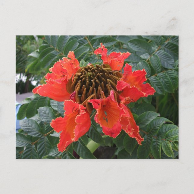 Cartão Postal Belize Flor (Frente)