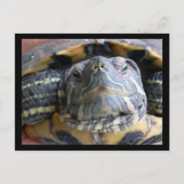 Cartão Postal Belka feche