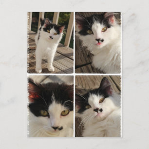Cartão Postal Bella kitten