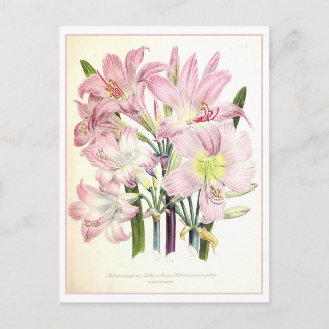 Cartão Postal Belladonna - Ilustração Botânica Vintage (Frente)