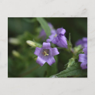 Cartão Postal Bellflower de borda doce