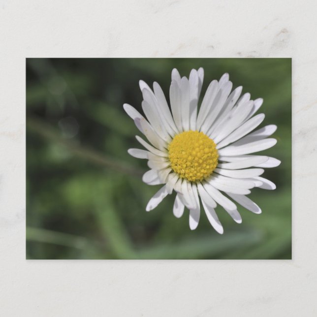 Cartão Postal Bellis perennis (Frente)
