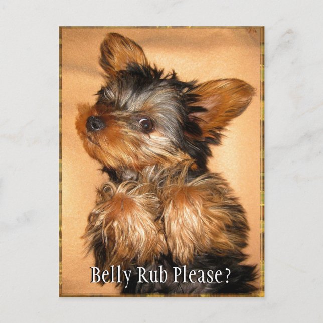 Cartão Postal Belly Rub para um Yorkie? (Frente)