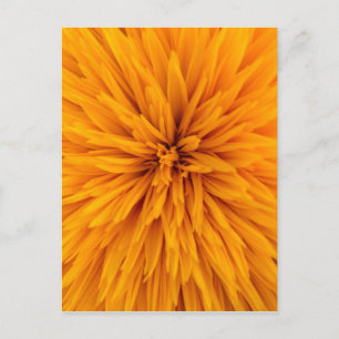 Cartão Postal Belo Amarelo Dahlia Flor Flor