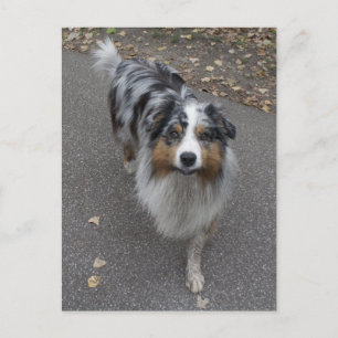 Cartão Postal Belo Aussie multicolor