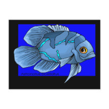 Belo Azul Tropical Oscar Fish