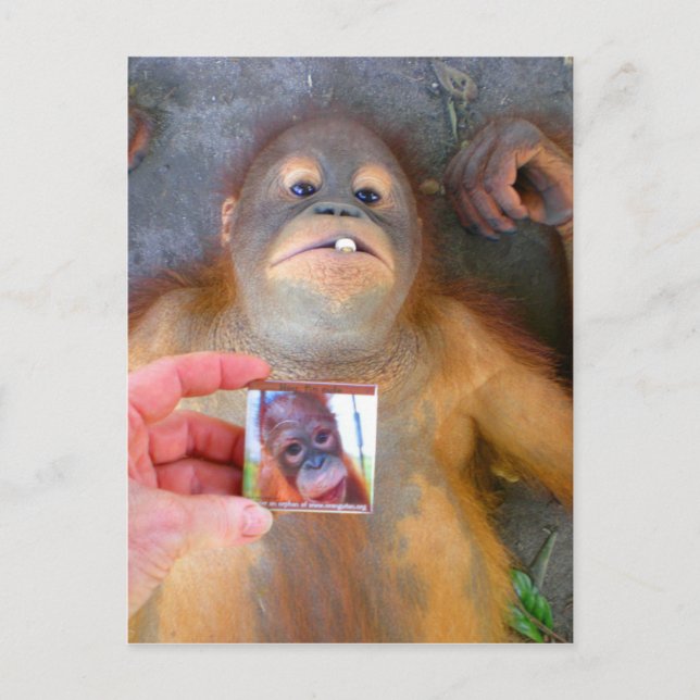 Cartão Postal Belo Bebê Zazzle Fan (Frente)