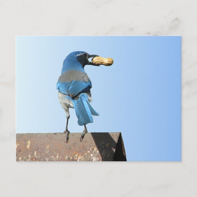 Cartão Postal Belo Bluebird (Frente)