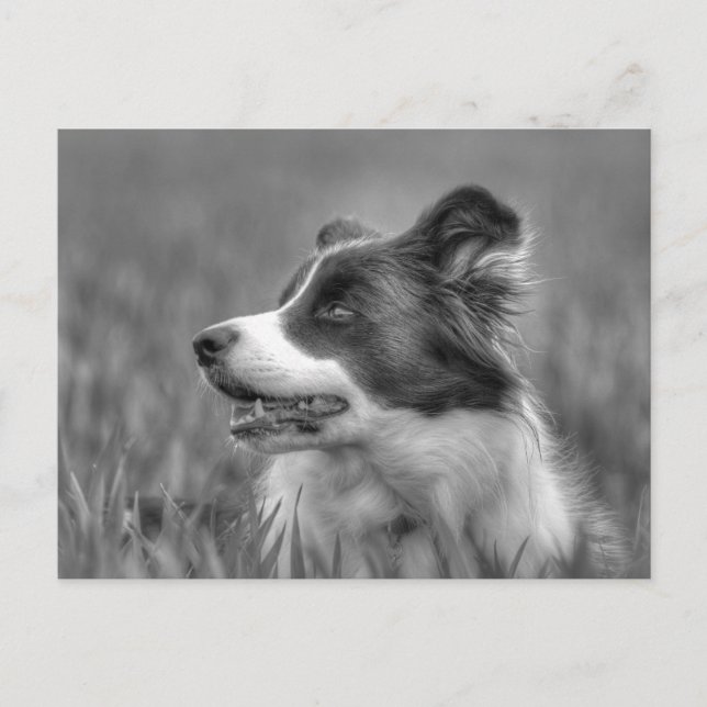 Cartão Postal Belo Cachorro Collie (Frente)