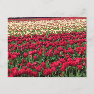 Cartão Postal Belo Campo de Tulip, Oregon