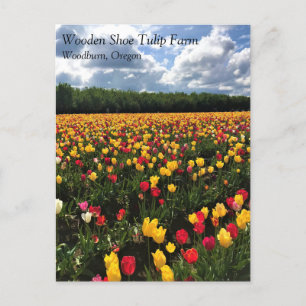 Cartão Postal Belo Campo de Tulip, Oregon